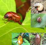 Famille Scarabaeidae: Scarabées (Hannetons, vers blancs)